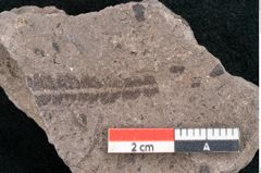 Foto (Detailansicht) von Dryandra comptoniaefolia Ettingshausen (NHMW-GEO-2024-0188-10186)